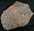 Large x Scyphocrinites Crinoid Plate - Morocco #10466-7